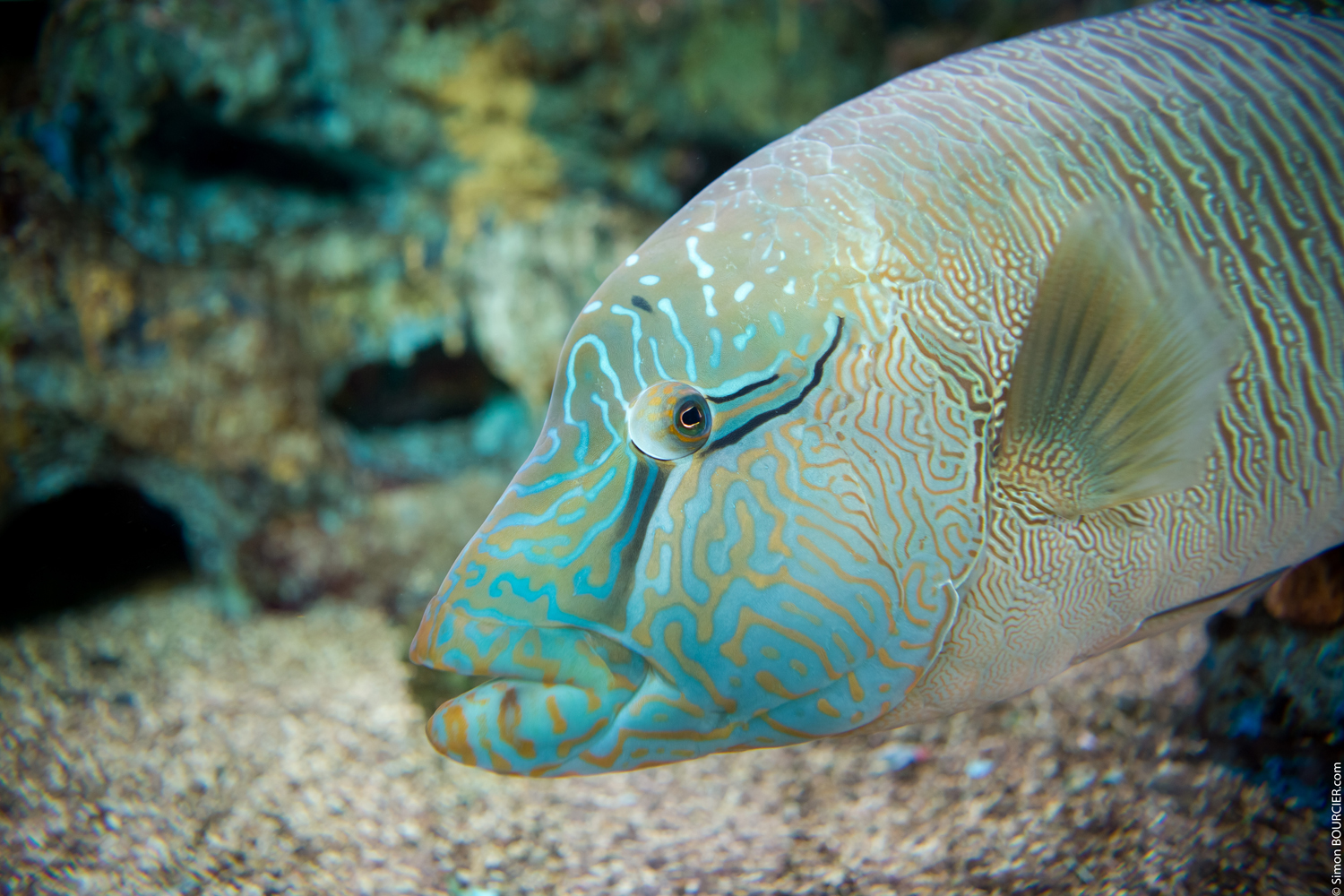 aquarium sealand