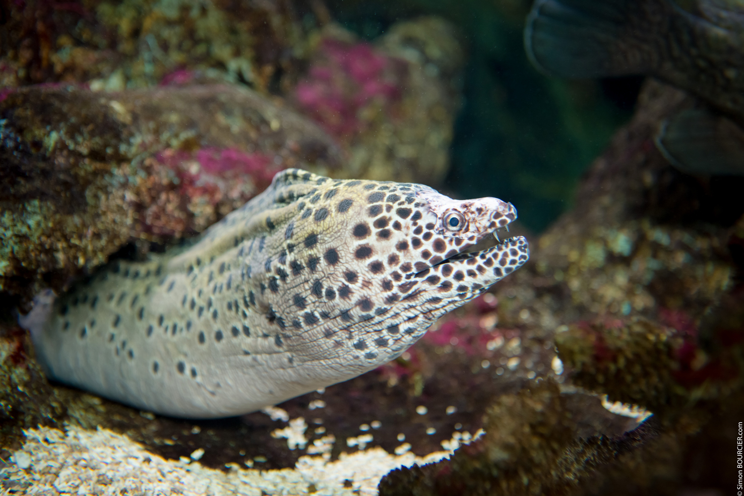 aquarium sealand