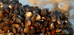 les moules